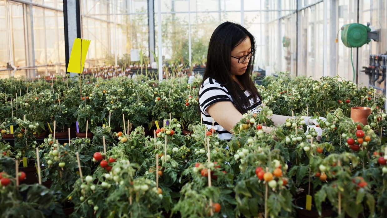 Tomato plants in the greenhouse at Science Park.